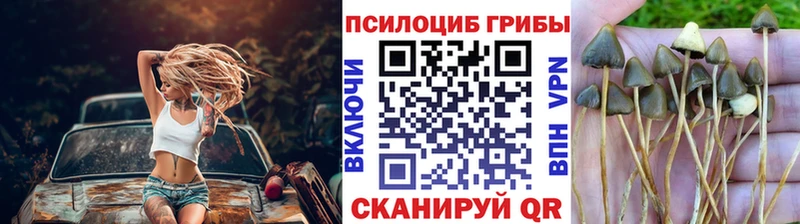 Галлюциногенные грибы Psilocybe  Купить  Борзя 